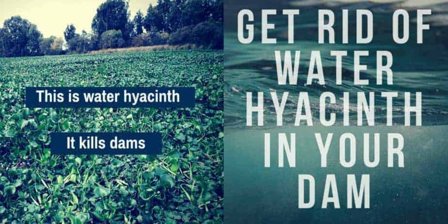 Get rid of Water Hyacinth