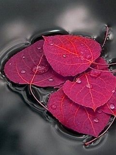 Big Ditch Dam Builder pink leaves floating on dam