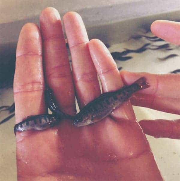 Big Ditch Dam Builder introduce fish into dam