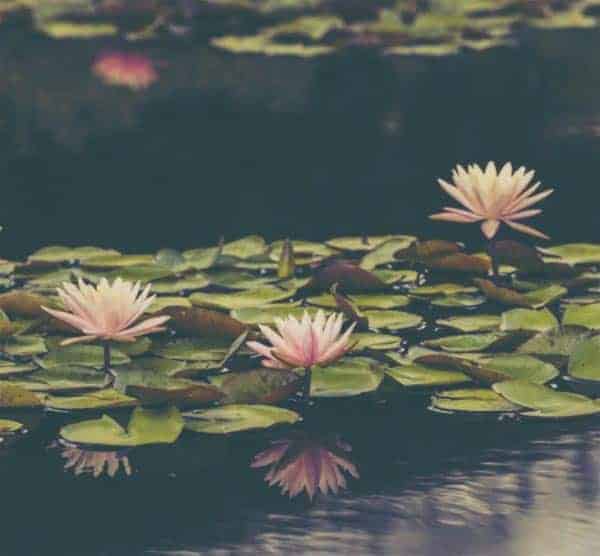 Big Ditch Dam Builder water lillies in dam