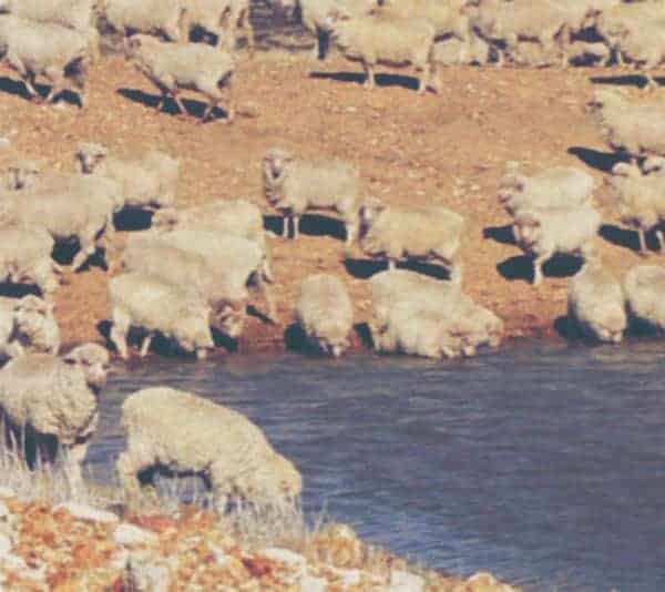 Big Ditch Dam Builder Sheep drinking at dam