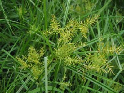 Cyperus esculentus