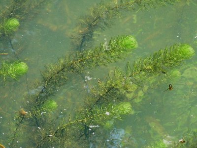 Myriad Leaf – Myriophyllum verticillatum