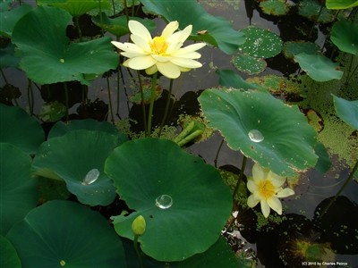 American Water Lotus – Nelumbo lutea