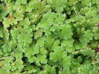 Azolla – Azolla filiculoides