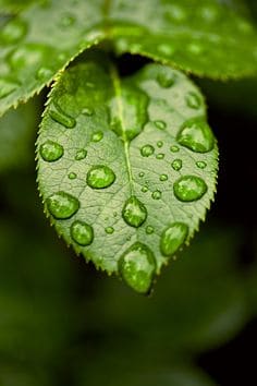 Big Ditch Dam Building Company raindrops on a green leaf