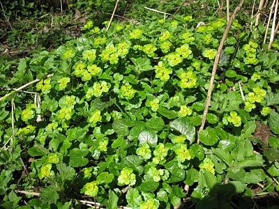 Golden Saxifrage – Chrysosplenium oppositifolium and Chrysosplenium alternifolium