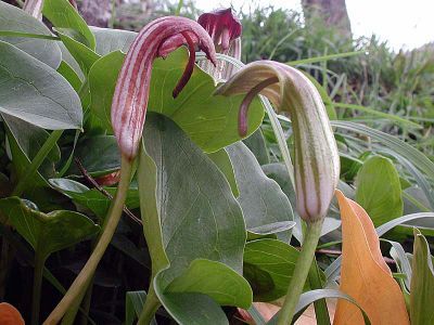 Friar’s Cowl – Arisarum vulgare