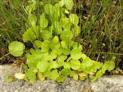 hydrocotyle-vulgaris