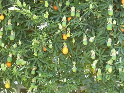 normal_passiflora_caerulea