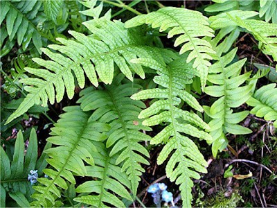 polypodium-vulgare