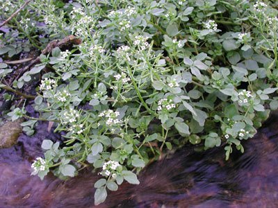 Non-Natives Watercress – Nasturtium officinale