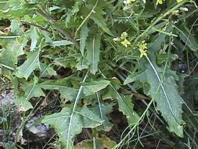 Native Watercress – Sisymbrium crassifolium