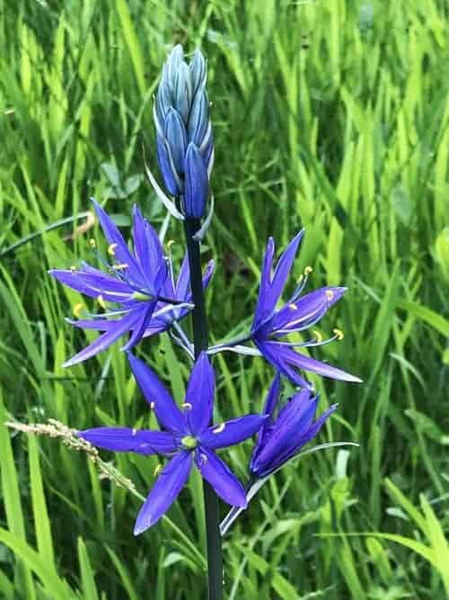 camas