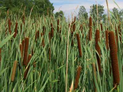 typha_angustifolia