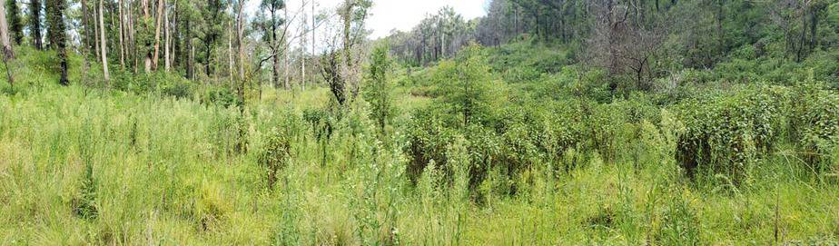 Big Ditch Dam Builder dam concept Yarras