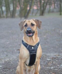 Reflective Heavy Duty Harness Black XS