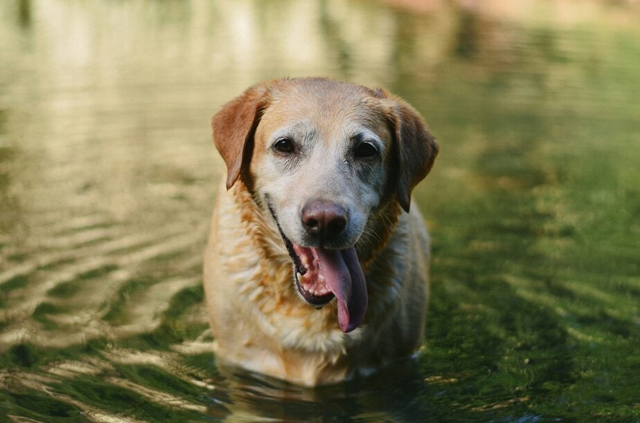 Big Ditch Dam Company dog swimming in dam