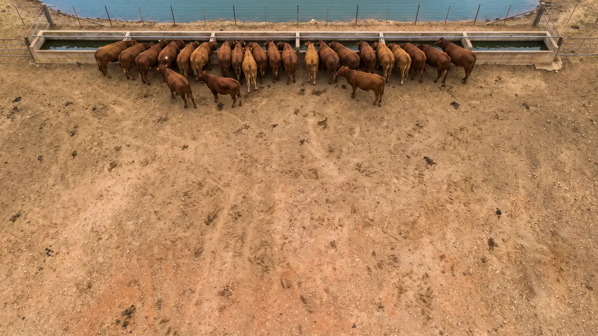 Cattle at a trough outside a fenced farm dam, showing managed livestock access to dams