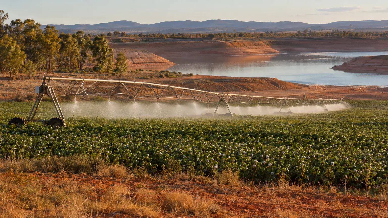 Centre pivot irrigating cotton beside a low farm storage dam, showing evaporation in agriculture