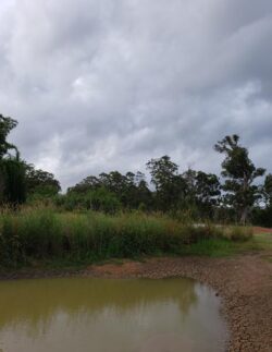 Overgrown pond and lush green trees on a cloudy day, illustrating dam construction and environmental impact.