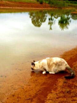 1. Cat drinking water at a pond, dam construction site, Big Ditch Dam Building Company.