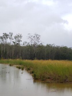 Heavy rainfall causing water levels to rise near wetland and forest area in dam construction site.