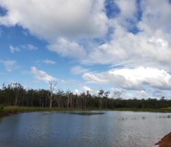 Lush landscape with water body and surrounding trees, showcasing dam construction by Big Ditch Dam Building Company.