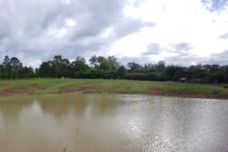 1. Dam construction by Big Ditch Dam Building Company across a small water body.