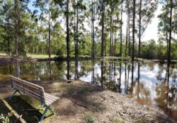 Small pond or dam within a forested area, with trees and a bench nearby, showcasing dam construction services.