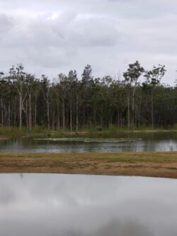 Dam construction site with water reservoir and surrounding trees, showcasing Big Ditch Dam Building Company expertise.