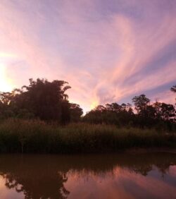 Lush wetland at sunset with trees and water reflection, highlighting natural landscape and environment.