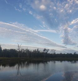 Lakeside view with sky and trees, perfect for dam construction and water management projects.