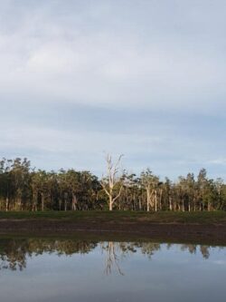 Dead tree by water with reflection, peaceful natural landscape, scenic outdoor view, environmental setting, Big Ditch Dam Building Company project site.