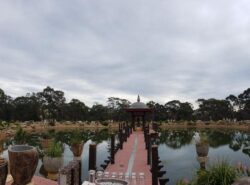 A serene pond with a wooden bridge and traditional pavilion, surrounded by lush greenery and decorative pots.