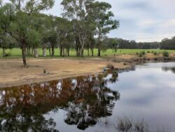 Tranquil pond with trees and lush landscape, expertly built by Big Ditch Dam Building Company.
