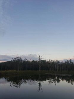 Bare tree reflected in water with a clear sky and forest in the background.