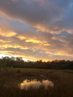 Vibrant sunset behind a tranquil pond with lush surroundings, showcasing natural beauty and serenity.