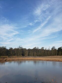 Heavy machinery building a dam near a forested area for water storage or flood control.