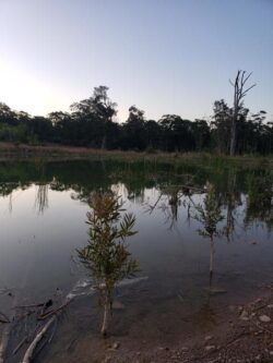 Overflow dam construction in natural wetland environment.