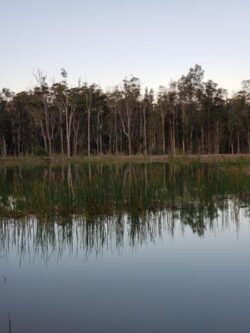 Lake surrounded by trees with reflection in calm water, showcasing dam construction excellence.