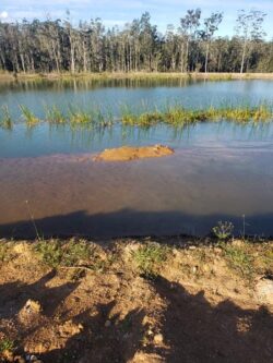 Fresh dam construction by Big Ditch Dam Building Company in Australia.