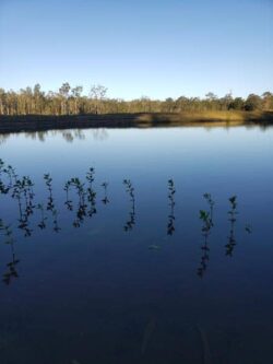 Young mangrove saplings growing in a calm water pond.