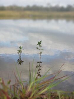 1. Young plants growing near water with construction site background.