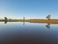 Heavy-duty dam construction at a rural site by Big Ditch Dam Building Company, expert in dam and water management solutions.