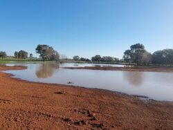 Water dam construction site with red soil and surrounding trees, showcasing Big Ditch Dam Building expertise.
