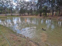 Tranquil pond with dam construction and surrounding trees, showcasing Big Ditch Dam Building expertise.