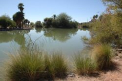Calm water pond with lush greenery and palm trees, showcasing expert dam construction by Big Ditch Dam Building Company.