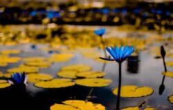 Bright blue water lilies floating on a pond with yellow lily pads, showcasing natural aquatic beauty.