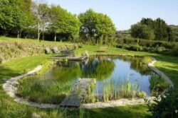 Tranquil pond with lush greenery showcasing expert dam building and pond construction services.
